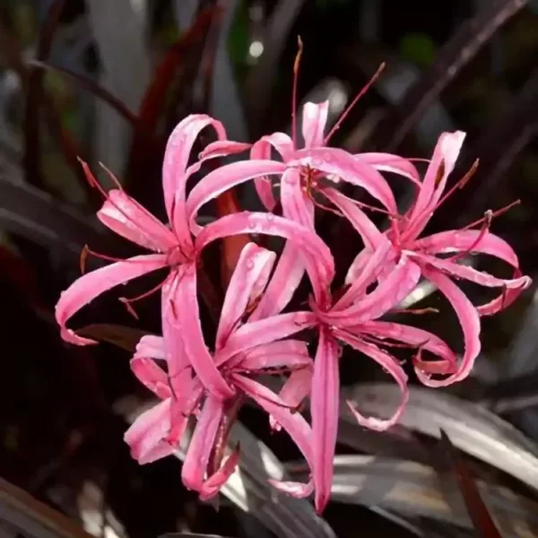 Producto - CRINUM MENEHUNE