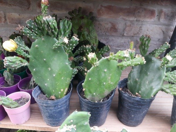 Producto - Opuntia - 0