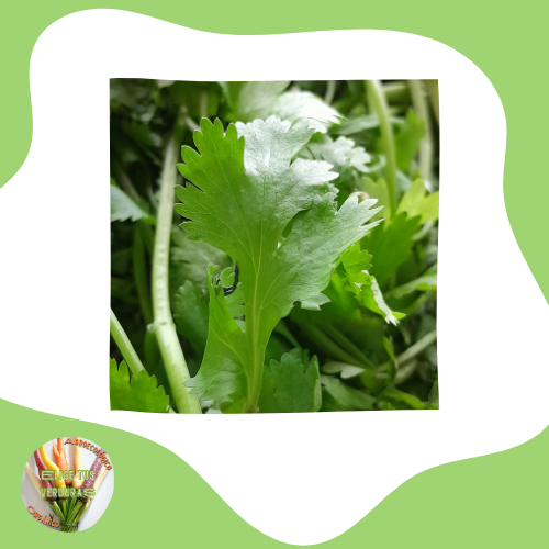 Producto - Cilantro - 1 paquete