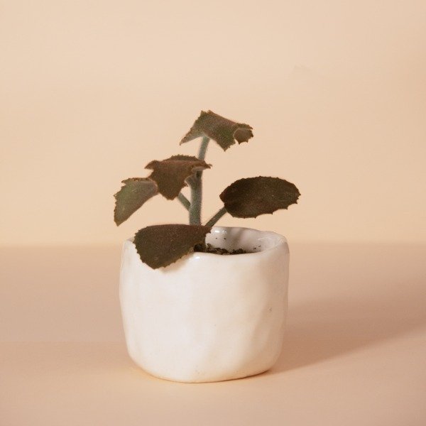 Producto - Maceta Vilma