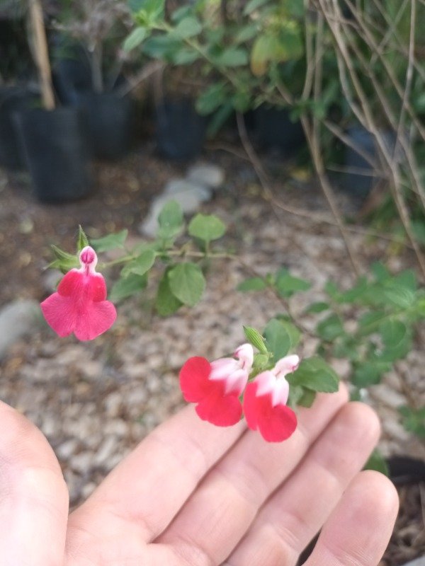 Producto - Salvia bicolor - 3