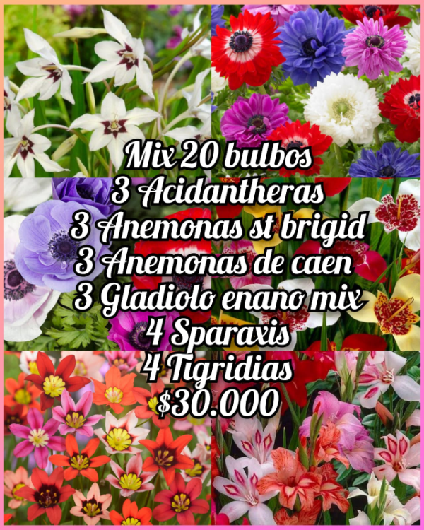 Producto - Mix 20 bulbos