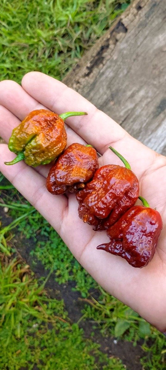 Producto - Semillas de ají super picante Carolina reaper chocolate