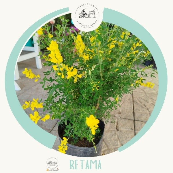 Producto - Retama de exterior tamaño grande de Madre Tierra