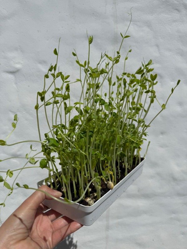 Producto - Kit de microgreens (sustrato) - 3