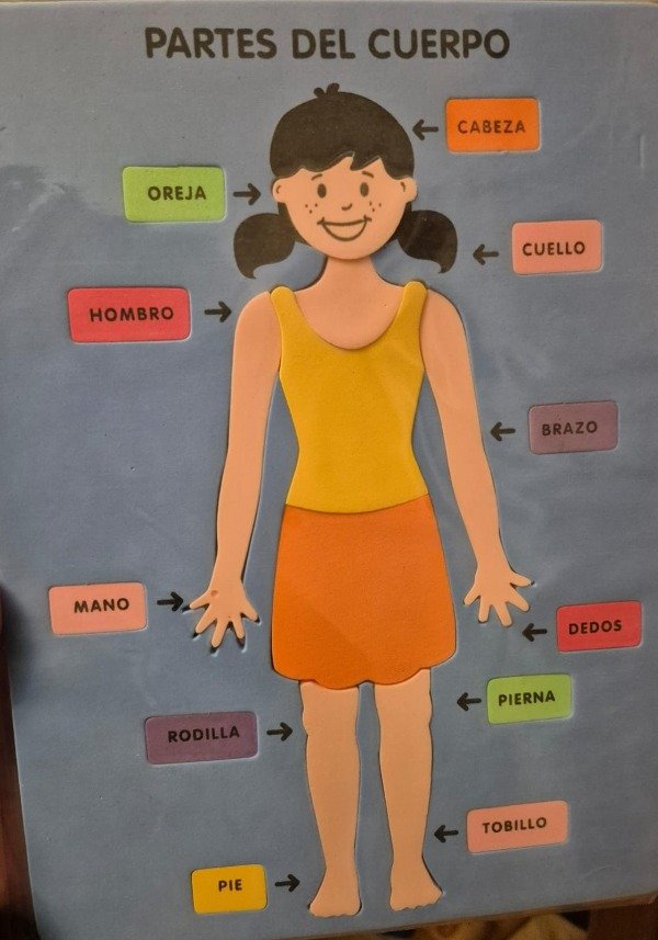 Producto - Cuerpo Humano Femenino