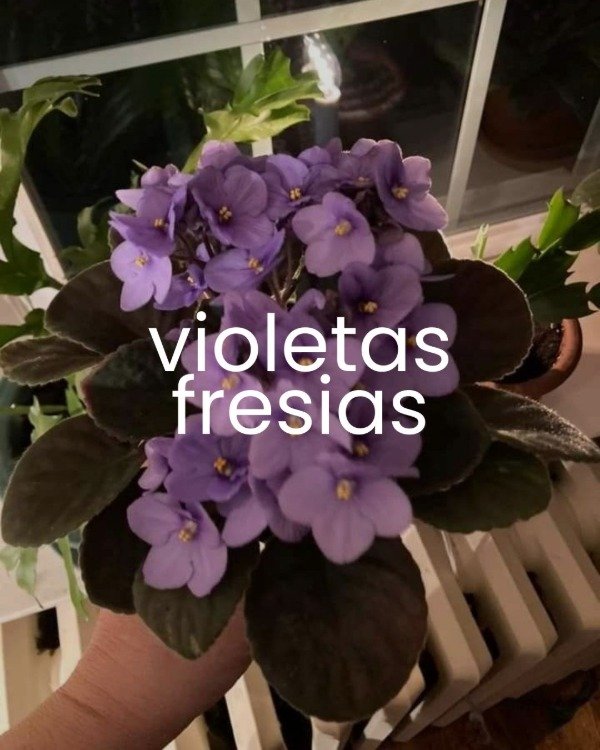 Producto - Esencia Violetas Fresias