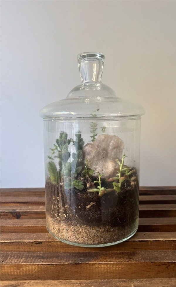 Producto - Terrario en frasco con tapa