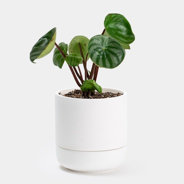Producto - Peperomia watermelon