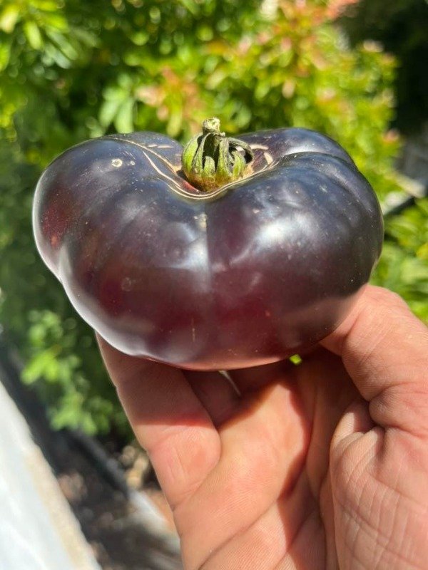 Producto - SEMILLAS DE TOMATE BLAU DE VALENCIA