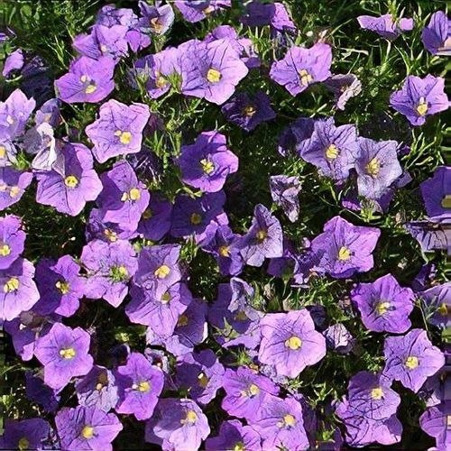 Producto - 30 Semillas Nierembergia linariifolia