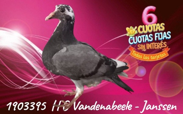 Producto - 1903395 H  Gaby Vandenabeele - Janssen