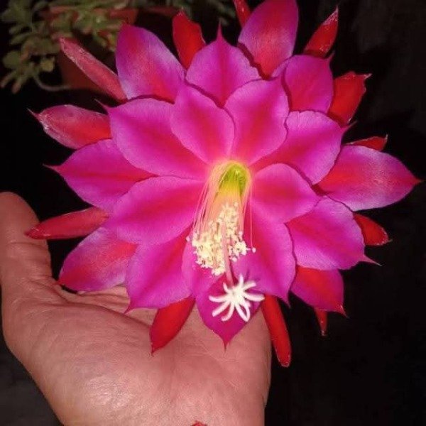 Producto - Cactus Orquídea (Epiphyllum) - 2