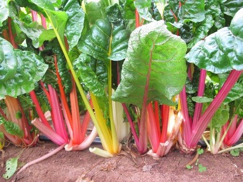 Producto - Acelga Arcoíris