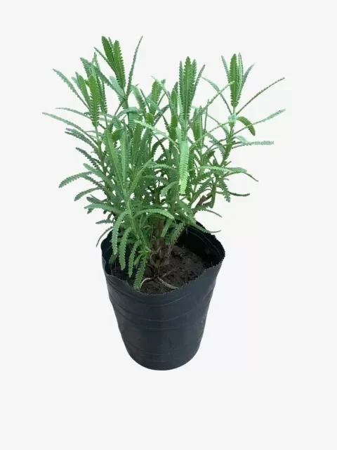 Producto - Lavanda