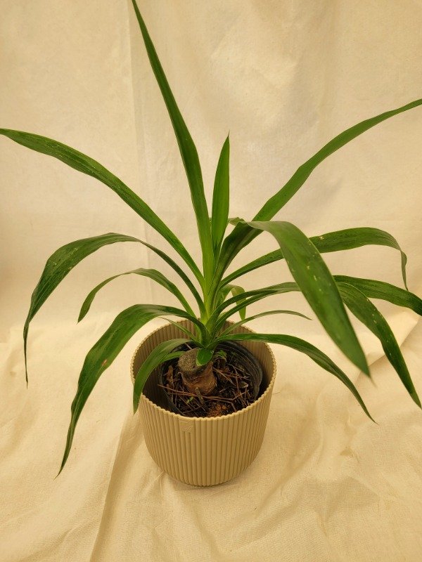 Producto - Yucca (tamaño chico)