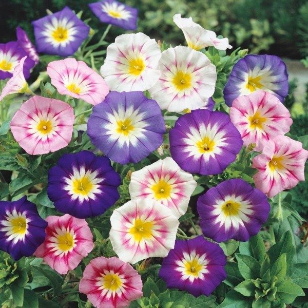 Producto - Semillas De Convolvulus Tricolor Minor Ensign Mix - 4