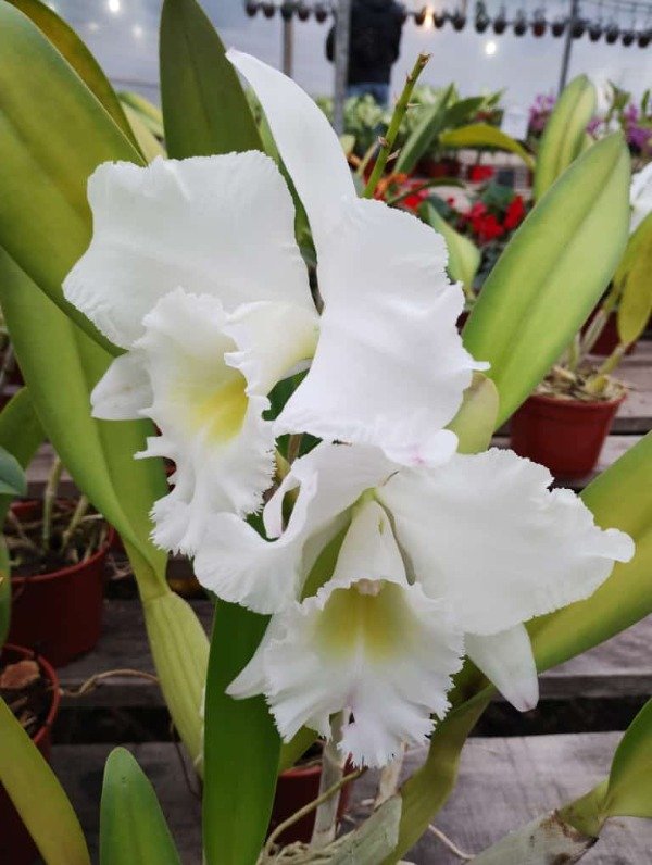 Producto - Cattleya Orquídea - 2