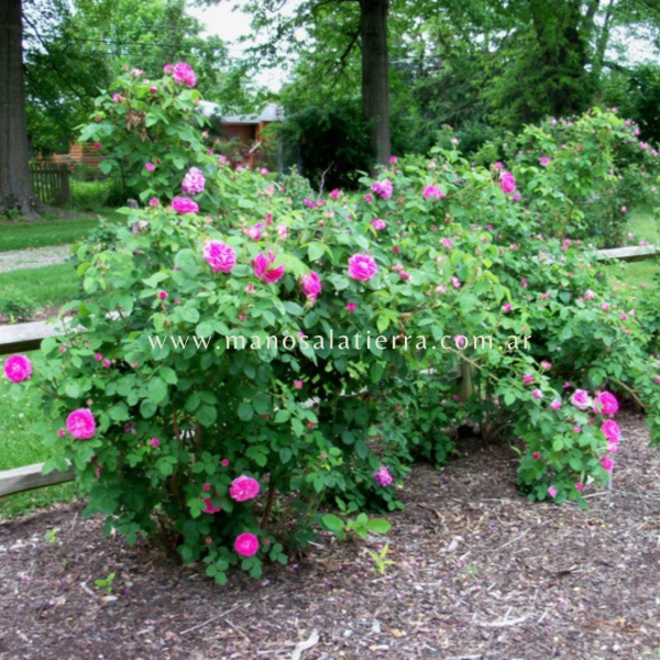 Producto - Rosal Baronne Prévost - 3