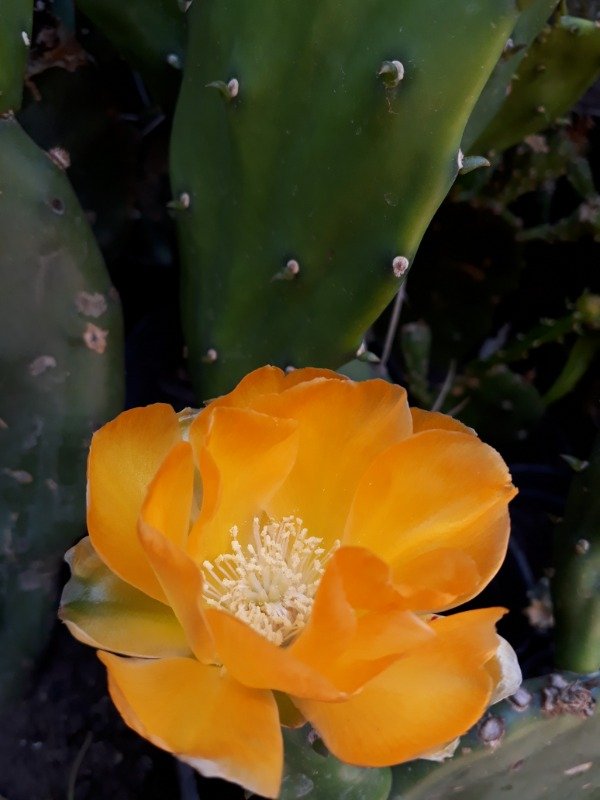 Producto - Opuntia - 1