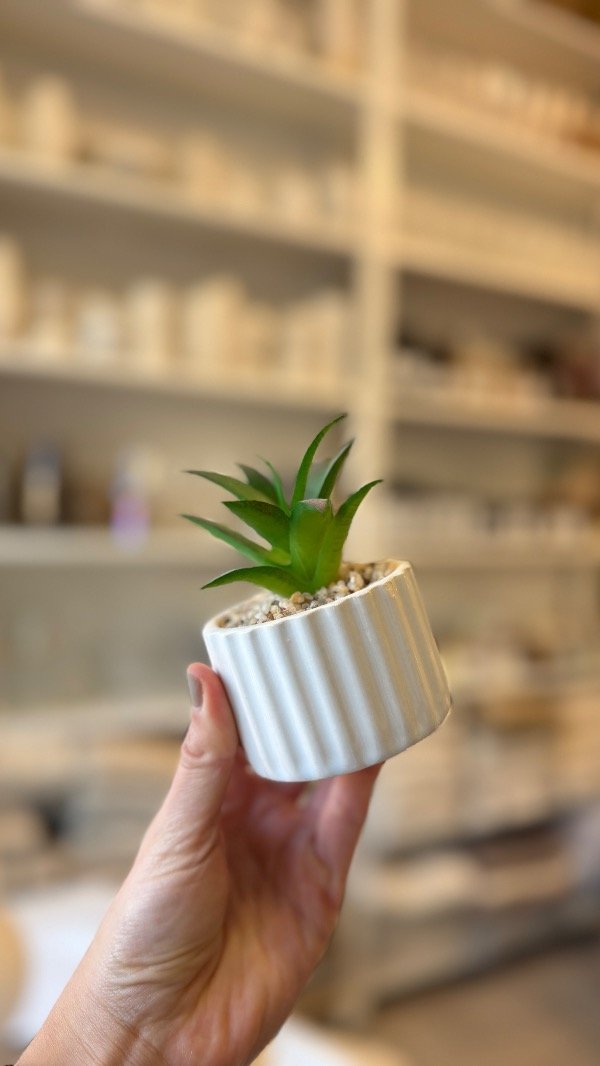 Producto - Plantin Suculenta Rayitas
