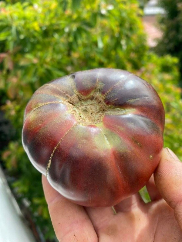 Producto - SEMILLAS DE TOMATE NEGRO DE ESLOVENIA