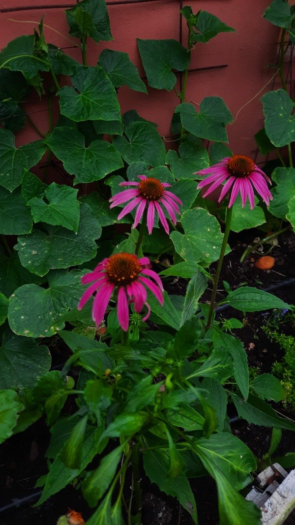Producto - Echinacea Rosada