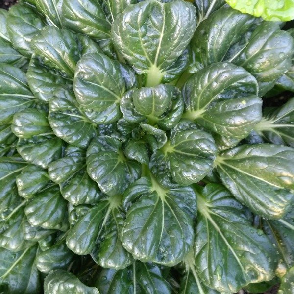 Producto - Tatsoi