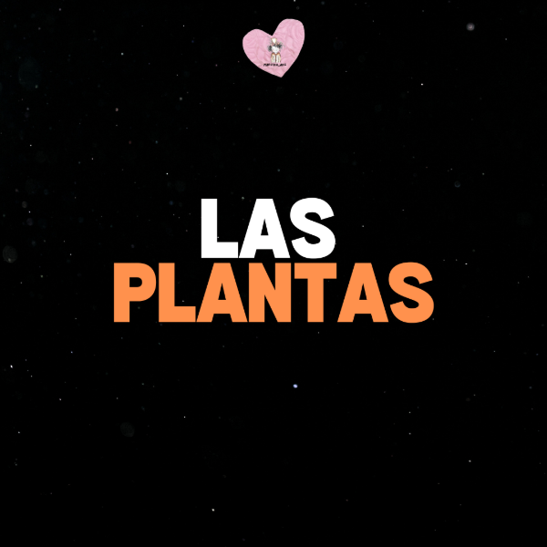 Producto - LAS PLANTAS