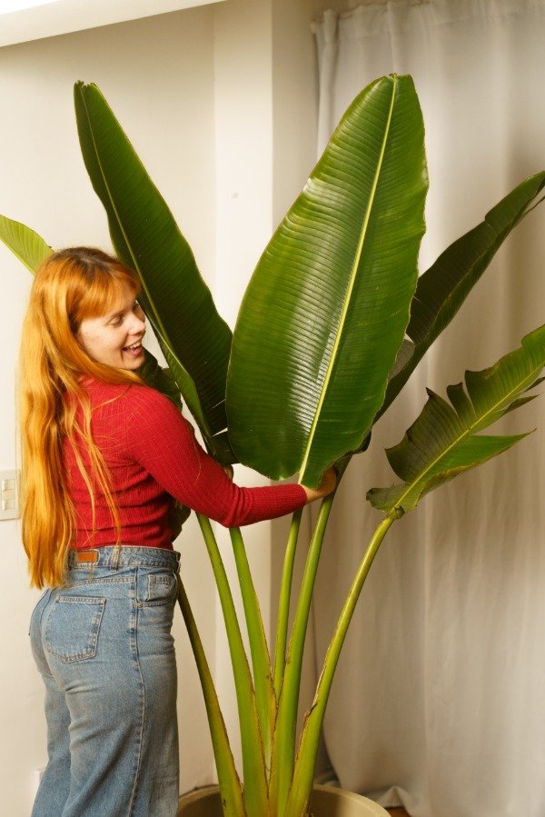 Producto - Strelitzia Nicolai Tropical Gigante