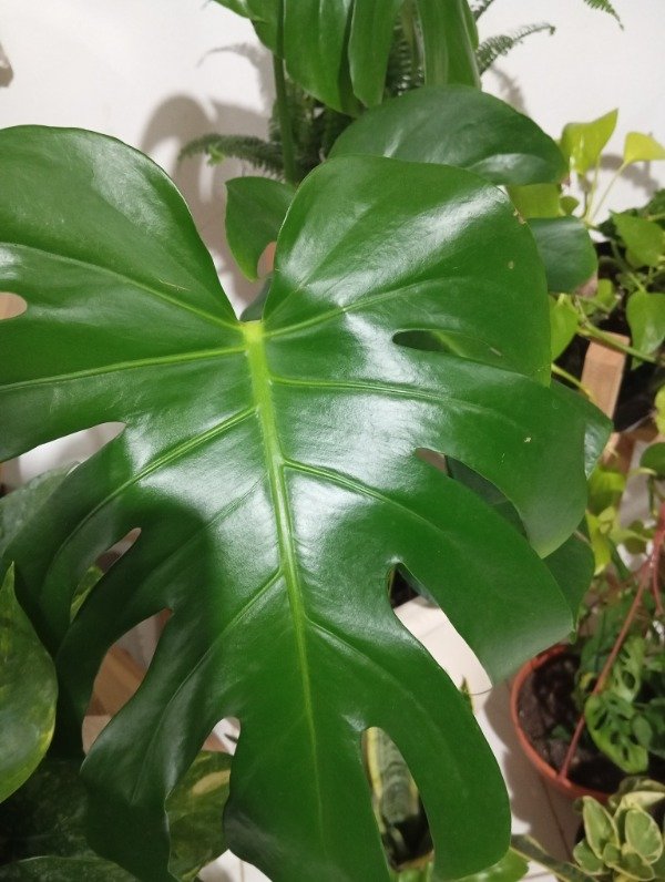 Producto - Monstera deliciosa ( costilla de Adán)