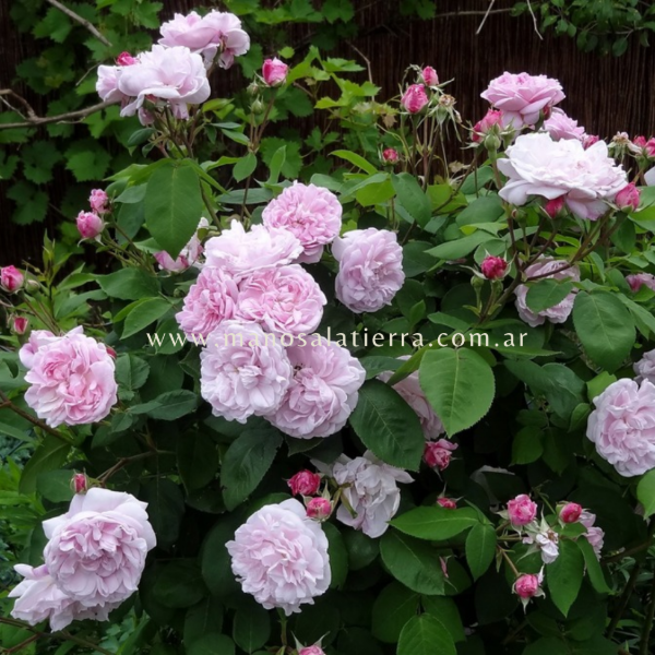 Producto - Rosal Fantin Latour - 4