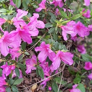 Producto - Rhododendron japonicum (Azalea simple)