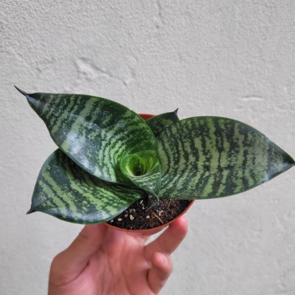 Producto - Sansevieria Nana