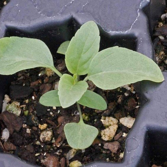 Producto - 30 Semillas de Salvia farinacea Azul vibrante! - 2