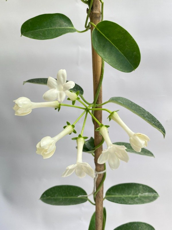 Producto - Jazmín de Madagascar