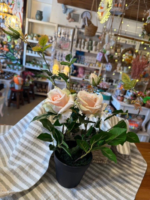 Producto - Planta de Rosas salmón 40 cm (Efectivo: 47.120)