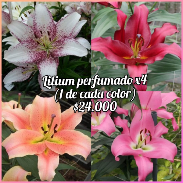 Producto - Lilium perfumado x4