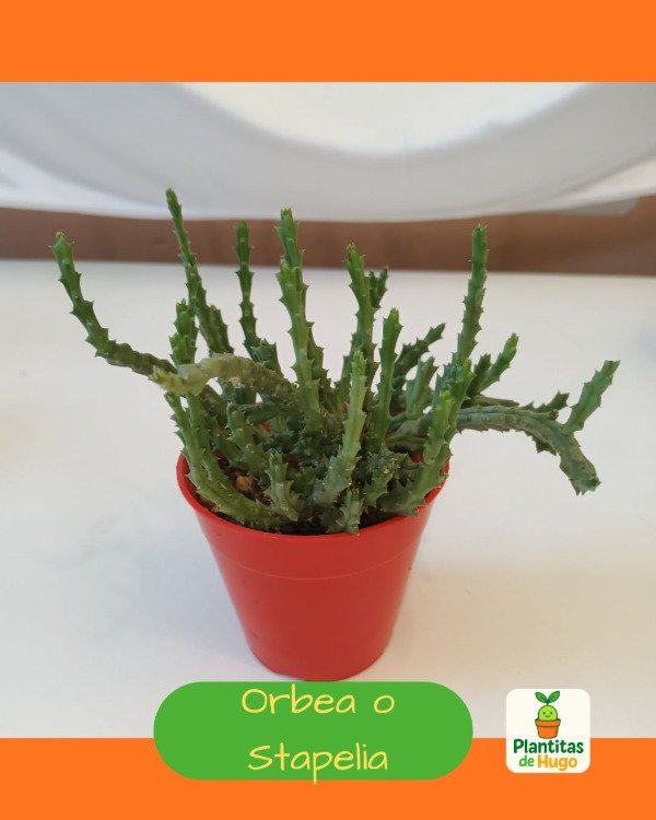 Producto - Orbea o Stapelia