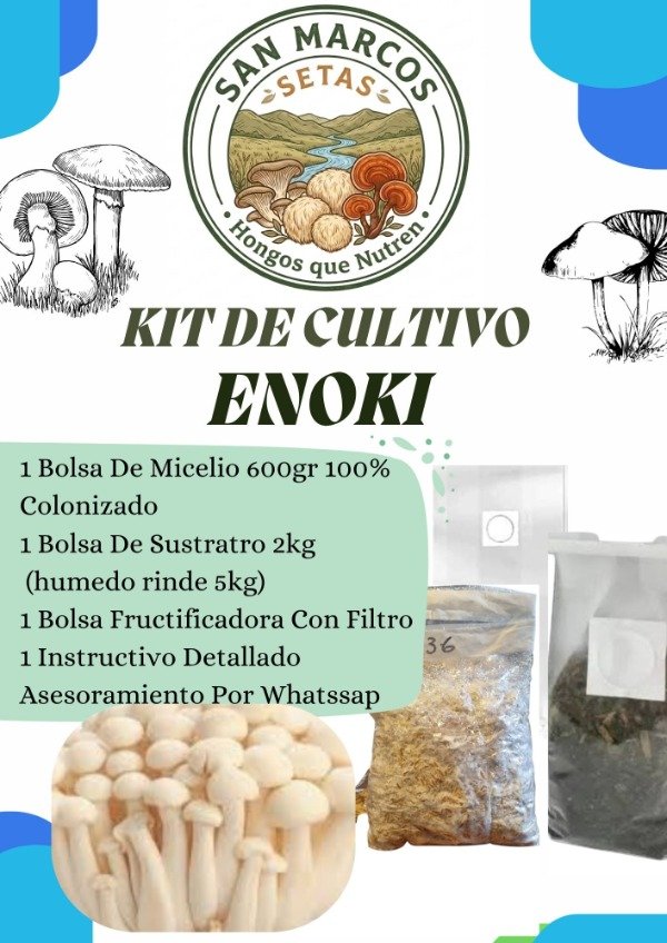 Producto - Kit Autocultivo Hongo Enoki (Micelio+Sustrato+Bolsa Fructificadora)