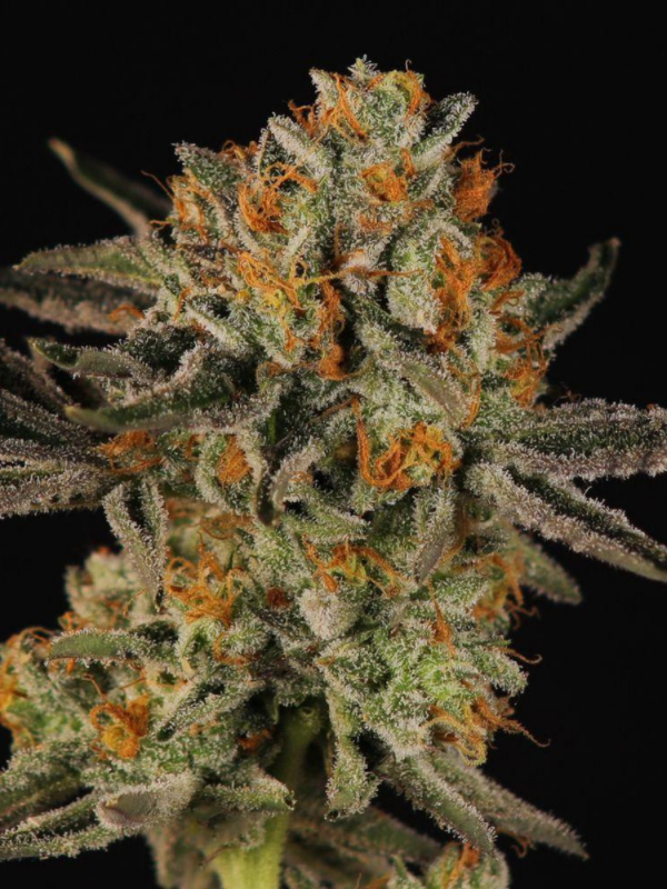 Producto - Candy Kush x3 - ADN Seeds