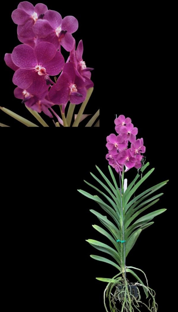 Producto - Vanda 9