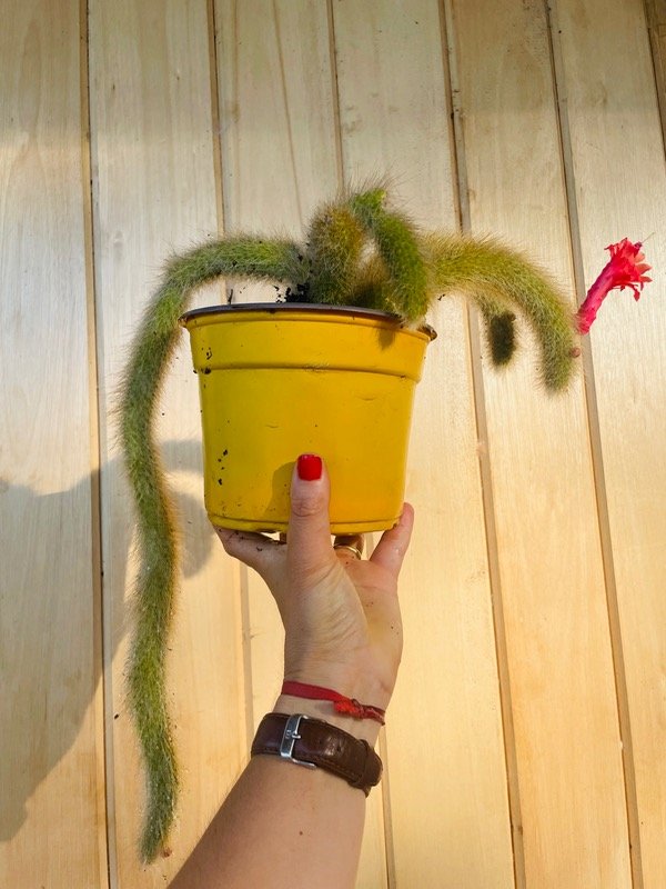 Producto - Cactus cola de mono