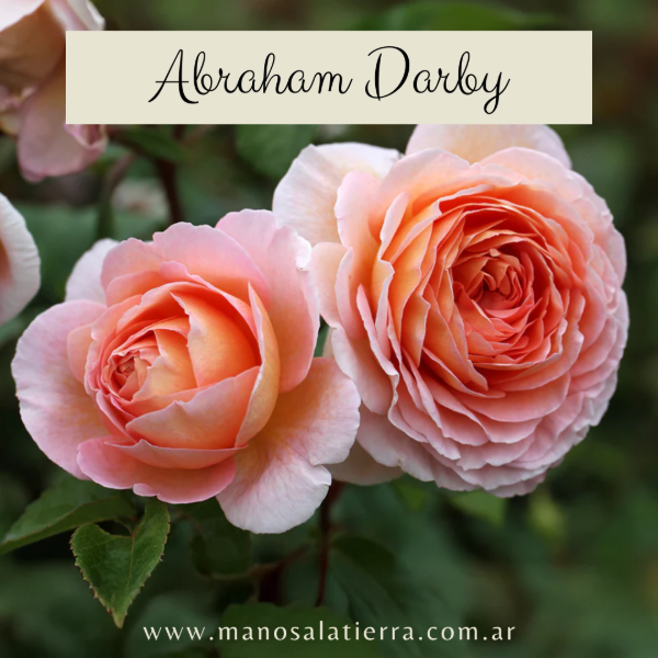 Producto - Rosal Abraham Darby