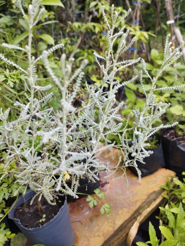 Producto - Santolina