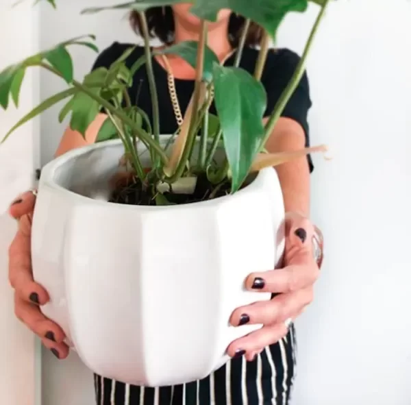 Producto - MACETA FLORA XL