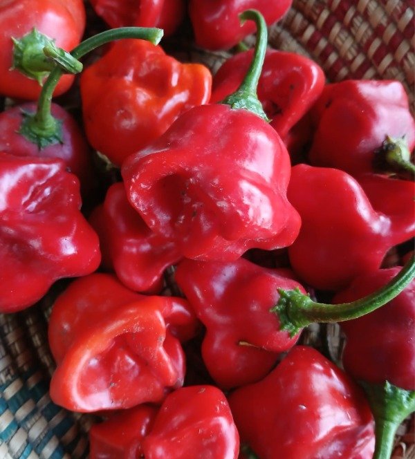 Producto - Pimiento Borla de Obispo