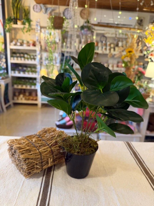 Producto - Planta Moneda 35 cm (Efectivo: 18.000)