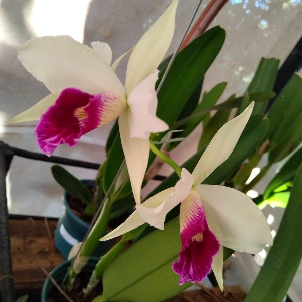 Producto - Laelia Purpurata Roxo-Violeta - 0