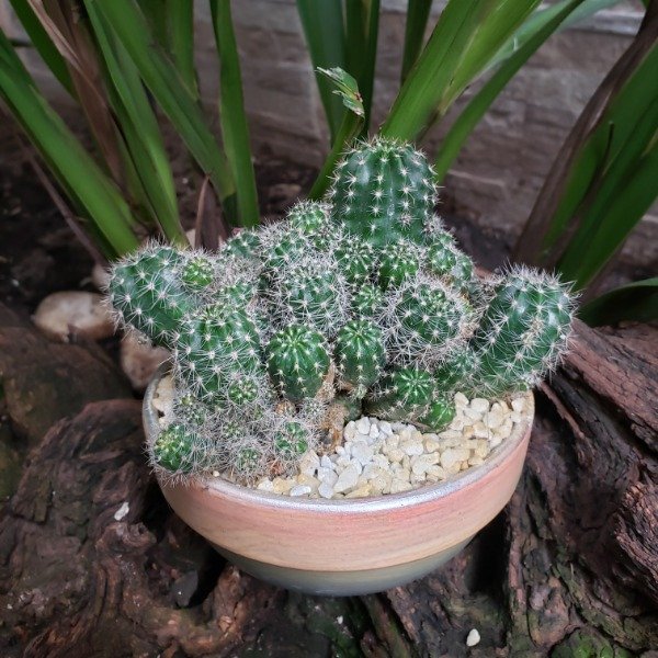 Producto - Echinopsis oxygona (Cazuela pintada)